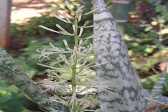 Sansevieria roxburghiana